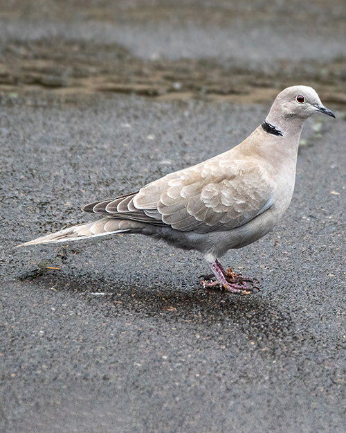  Eurasian Collered-Dove