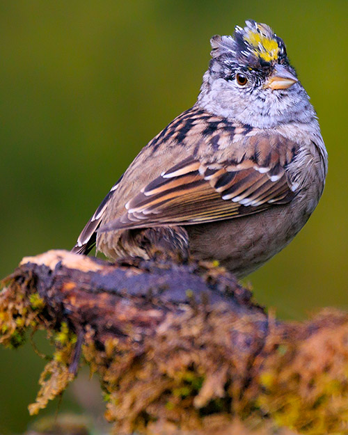Juvenile Golden-crowned Sparrow