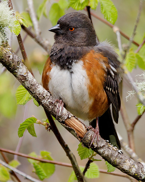 Female Spotted Towhee