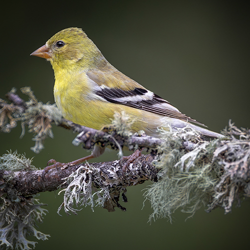 American Goldfinch