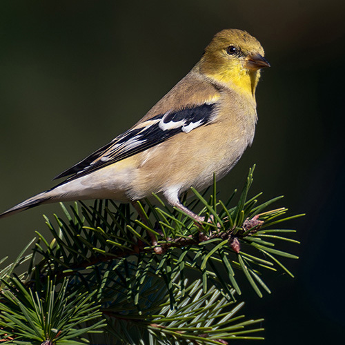 American Goldfinch