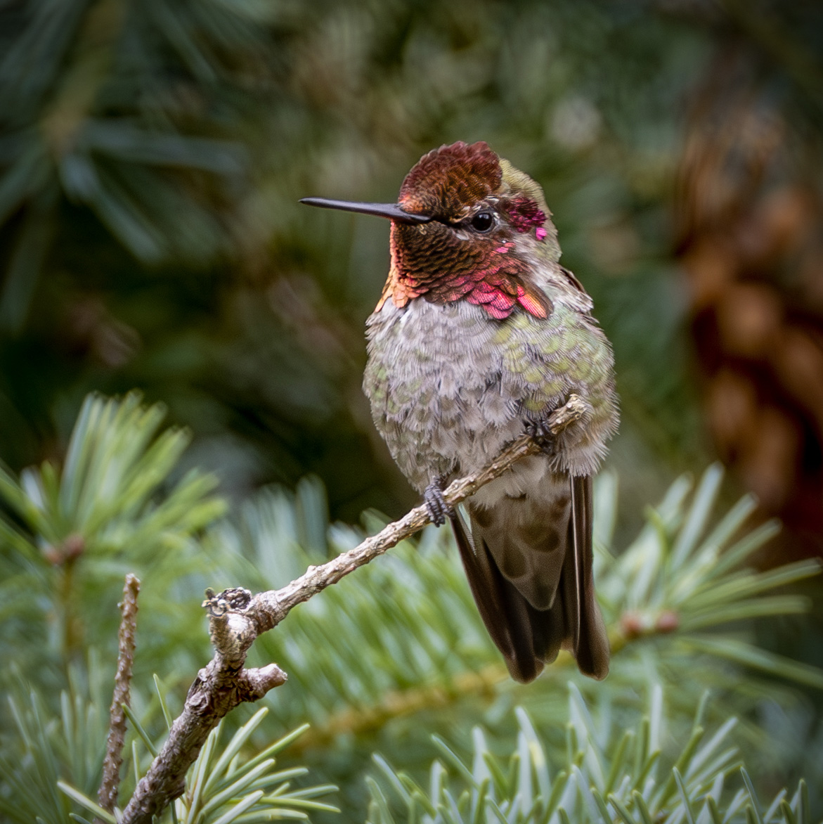 Anna's Hummingbird
