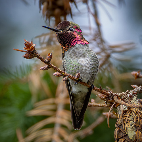 Anna's Hummingbird