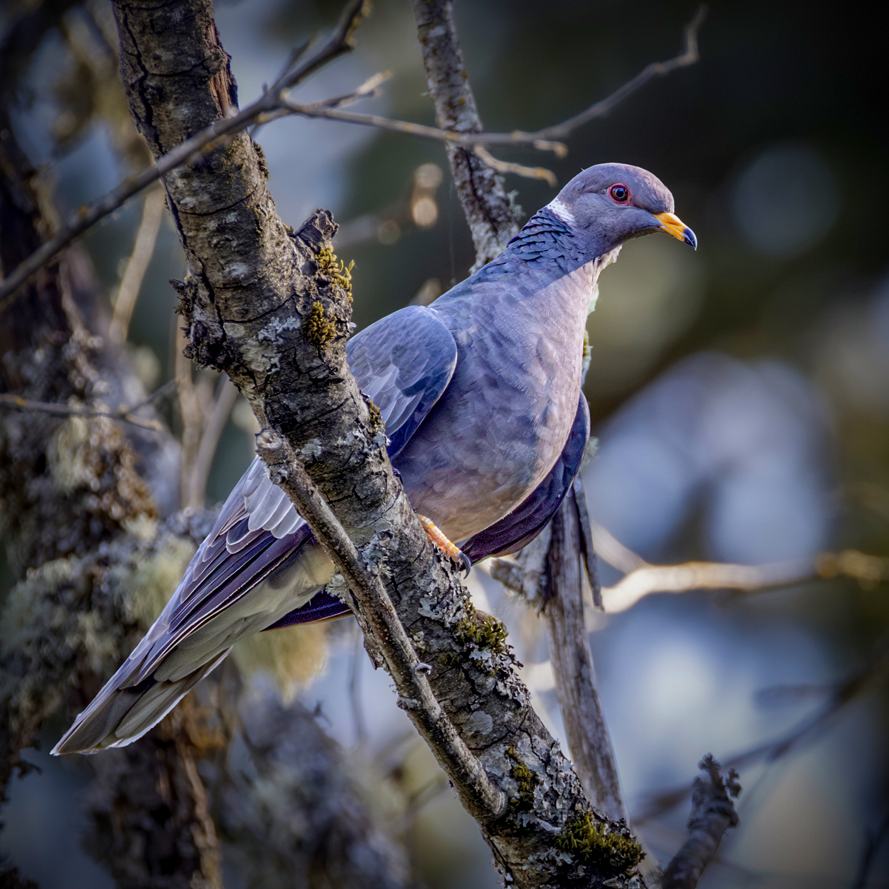 Band-tailed Pigeon