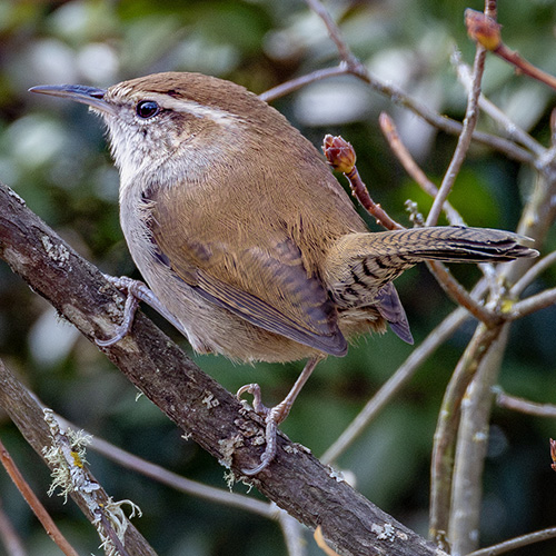 Bewick's Wren