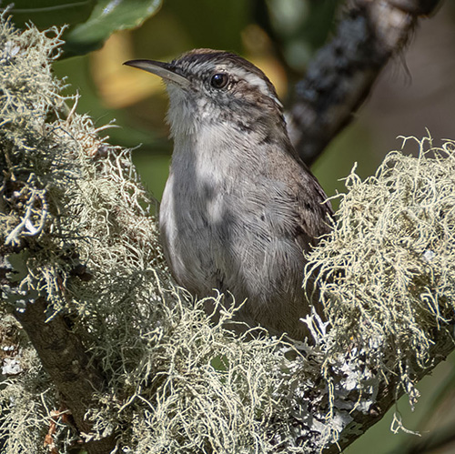 Bewick's Wren