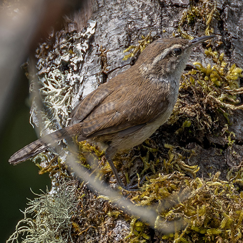 Bewick's Wren