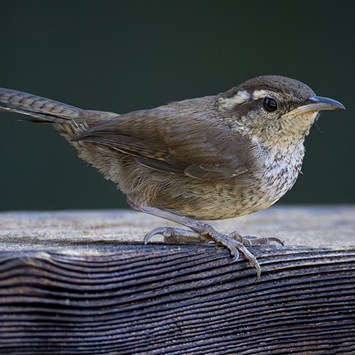 Bewick's Wren