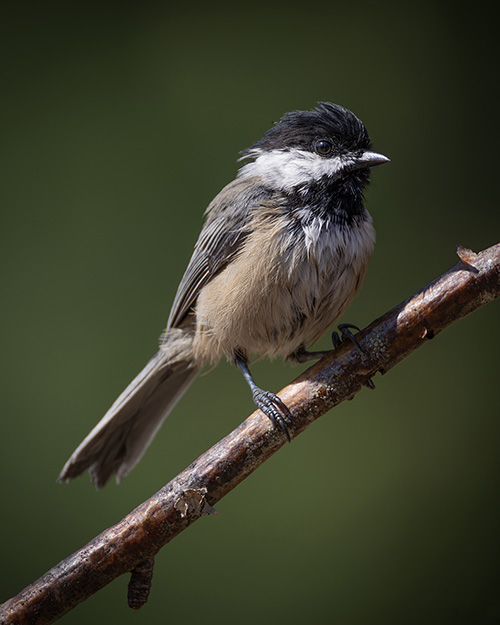 Black-capped Chickadee