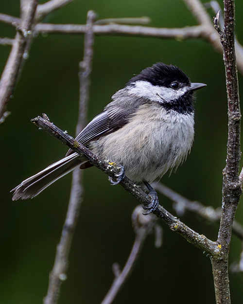 Black-capped Chickadee