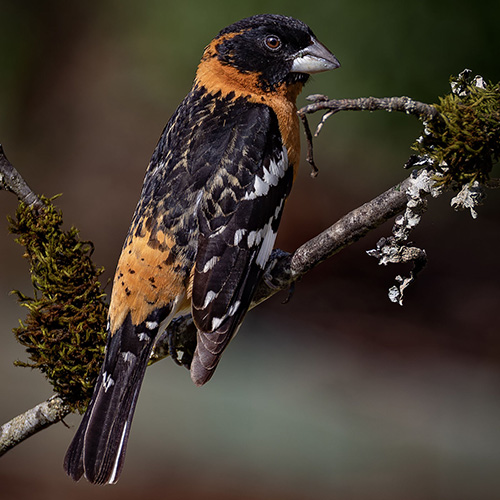 Black-headed Grosbeak