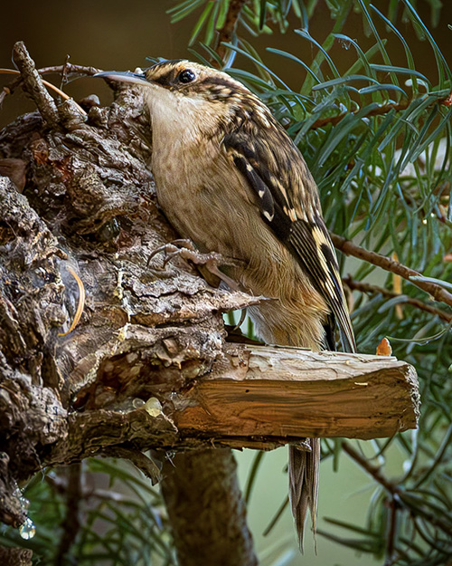 Brown Creeper