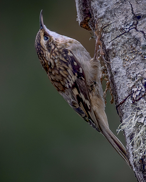 Brown Creeper