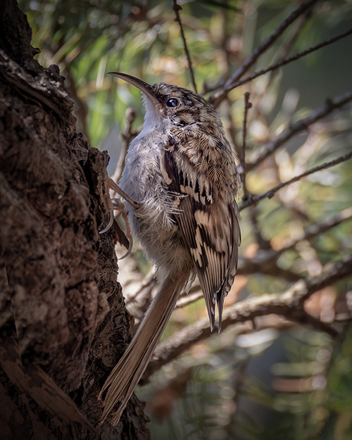 Brown Creeper