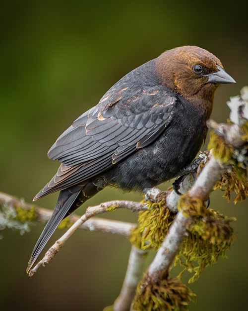 Brown-headed Cowbird