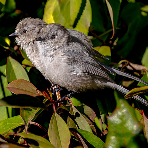 Bushtit