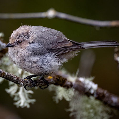 Bushtit