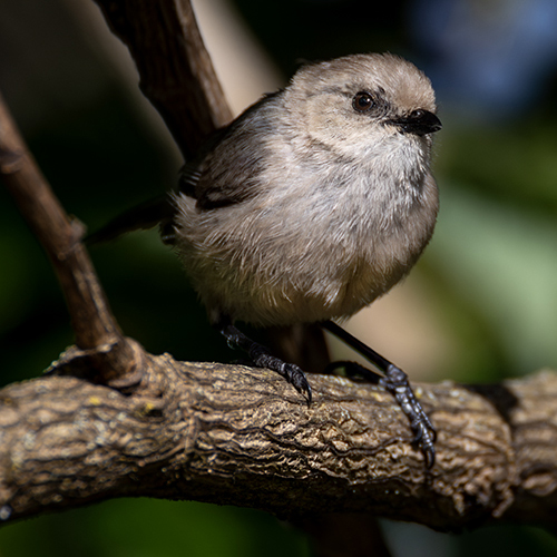 Bushtit