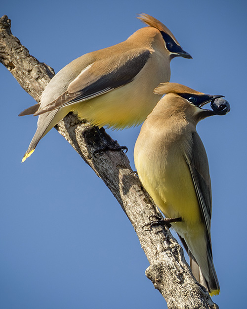 Cedar Waxwing