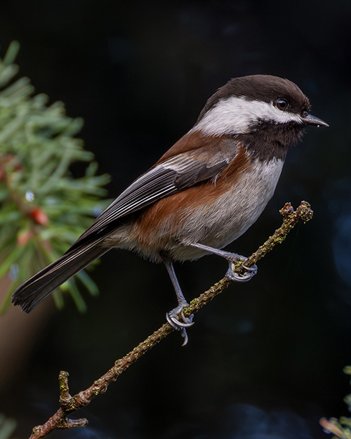 Chestnut-backed Chickadee