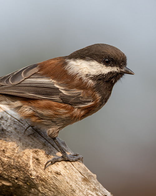 Chestnut-backed Chickadee