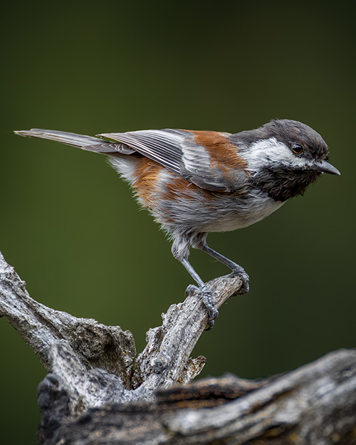 Chestnut-backed Chickadee