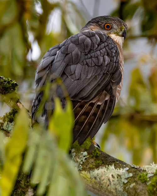 Cooper's Hawk