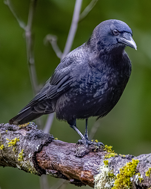 American Crow