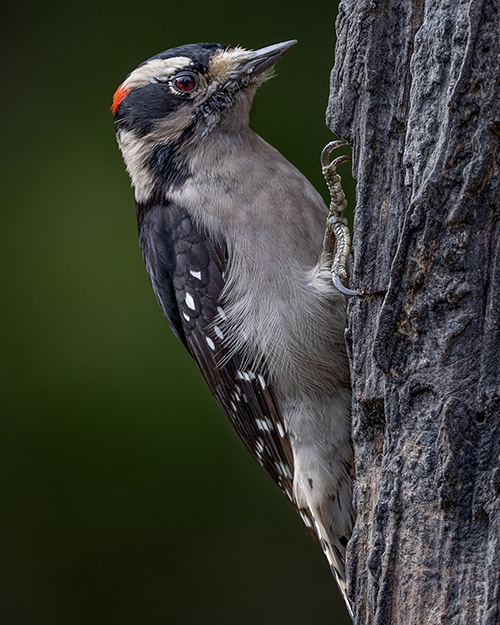 Downy Woodpecker