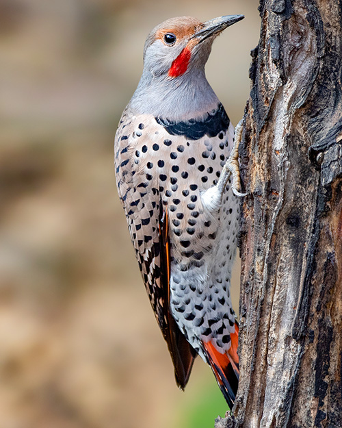 Northern Flicker (Red-shafted)