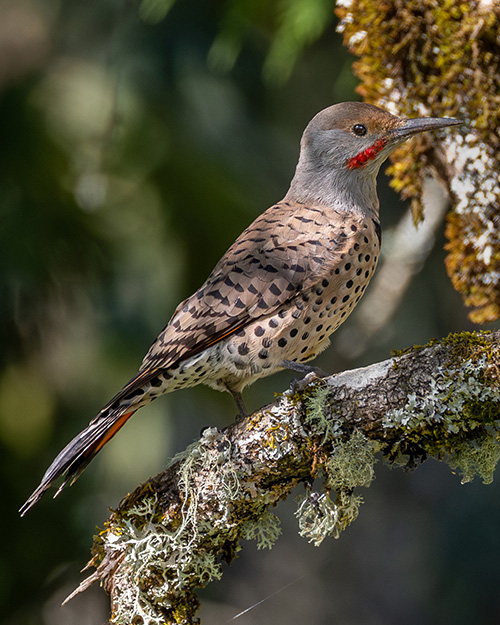 Northern Flicker (Red-shafted)