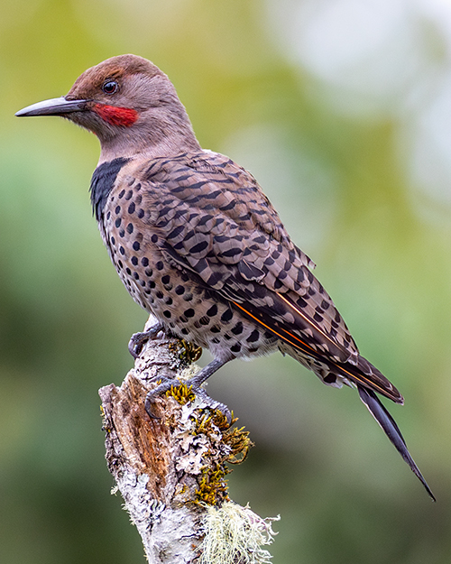 Northern Flicker (Red-shafted)