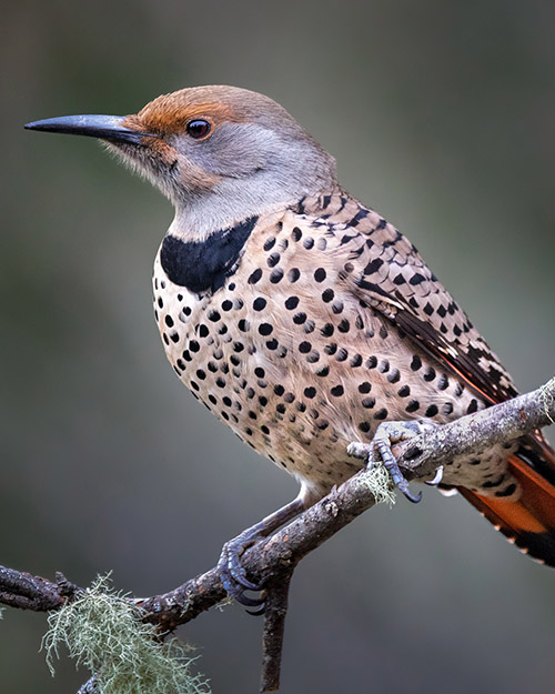 Northern Flicker (Red-shafted)