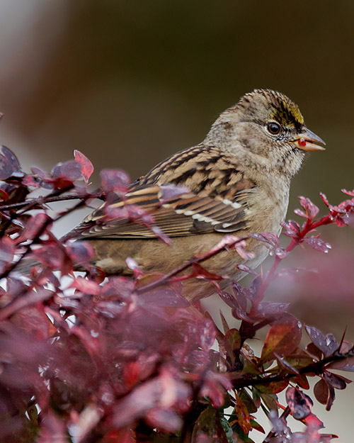  Golden-crowned Sparrow