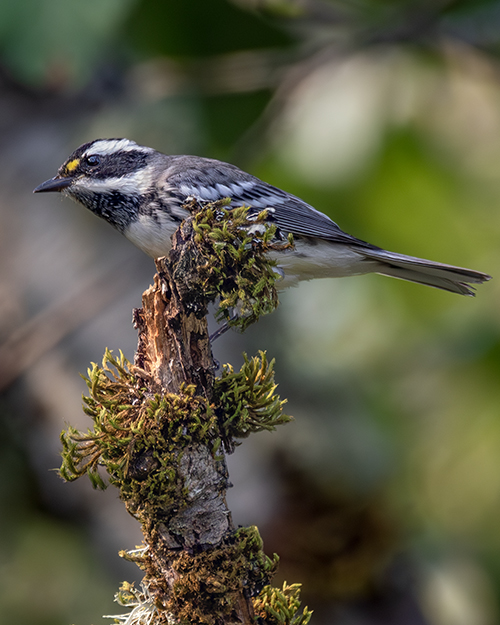 Black-throated Gray Warbler