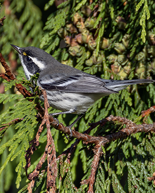 Black-throated Gray Warbler