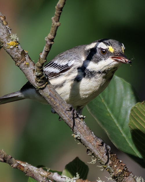 Black-throated Gray Warbler