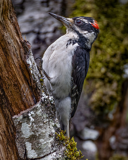 Hairy Woodpecker