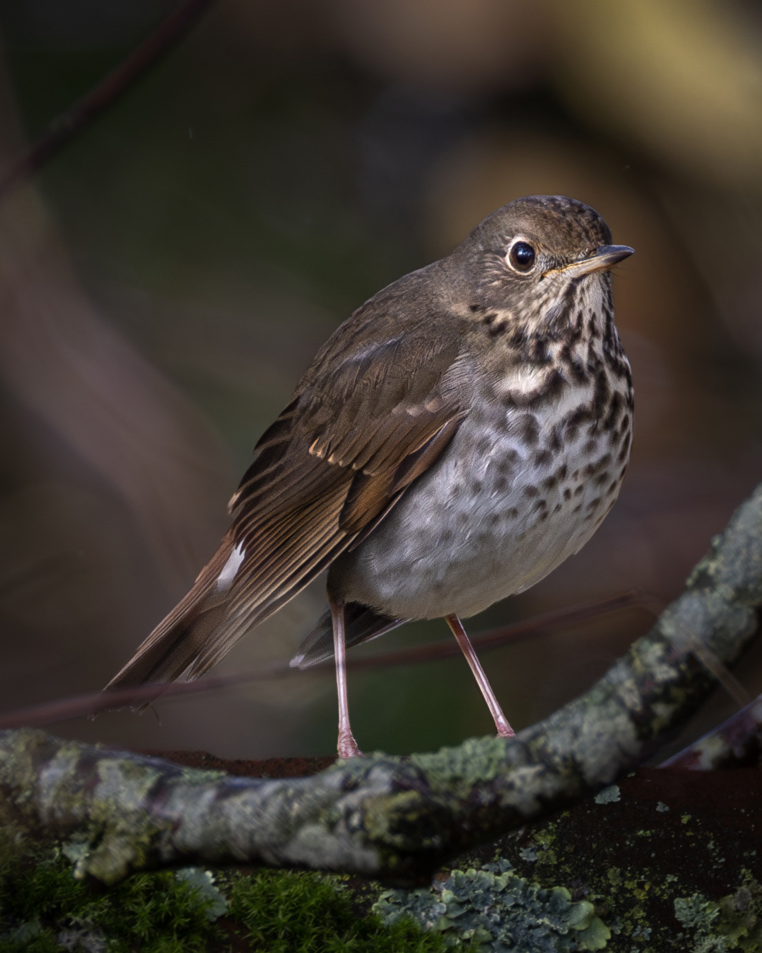 Hermit Thrush