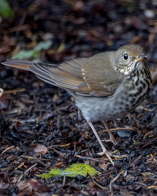 Hermit Thrush