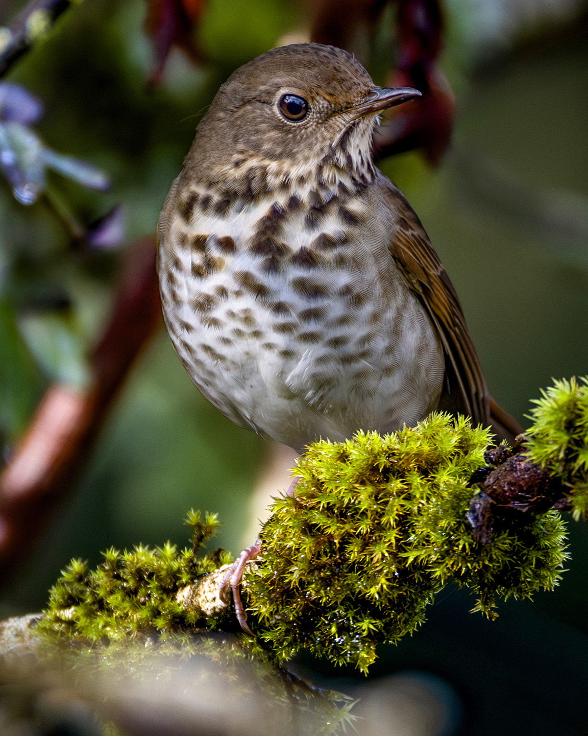 Hermit Thrush