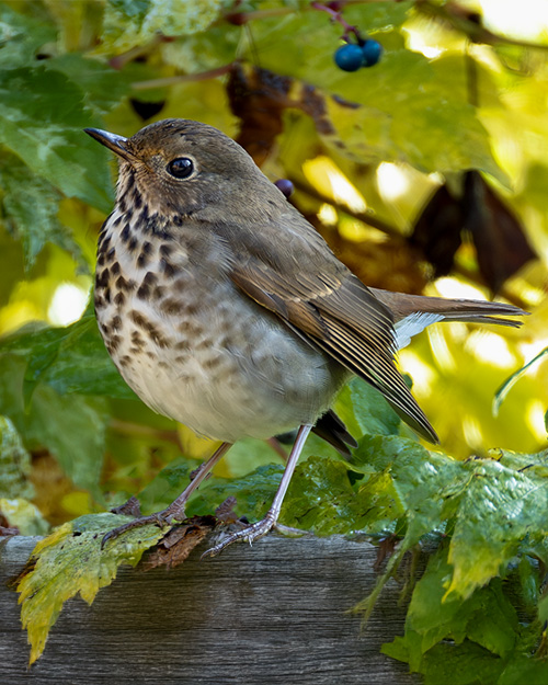 Hermit Thrush