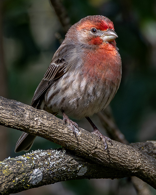 House Finch