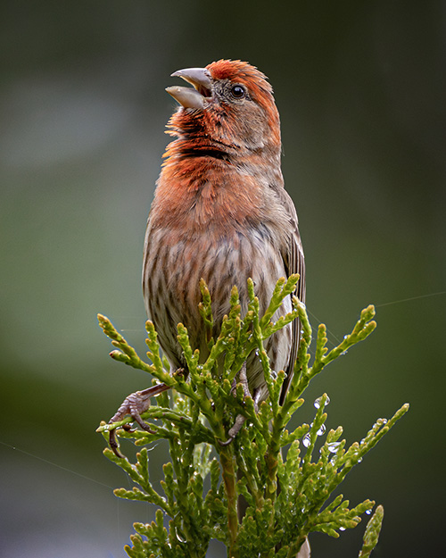 House Finch
