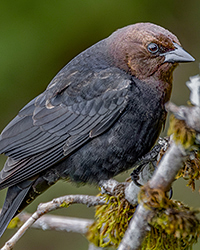 Brown-headed Cowbird