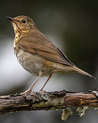 Swainson's Thrush