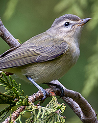 Warbling Vireo