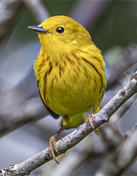 Yellow Warbler