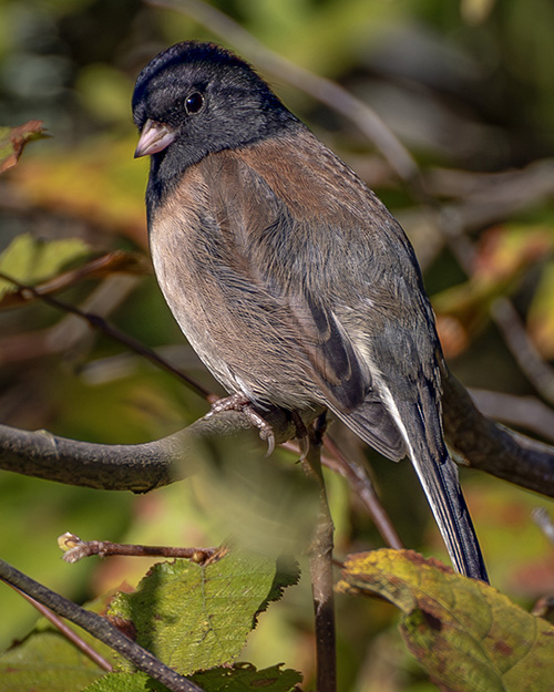 Dark-eyed Junco (Oregon)