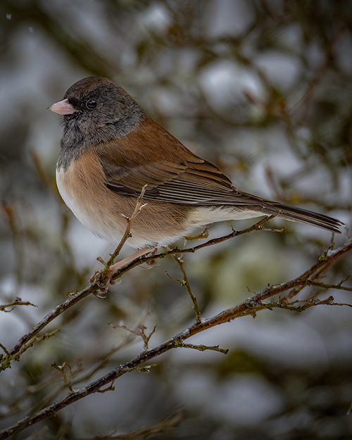 Dark-eyed Junco (Oregon)